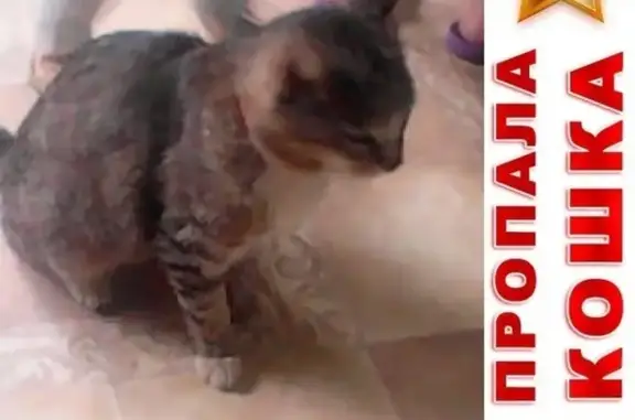 Кошки потеряшки, Калуга, фото: Потеряшка кошка в Калуге, Теренинский переулок