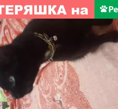Найдена черная кошка с ошейником в Твери