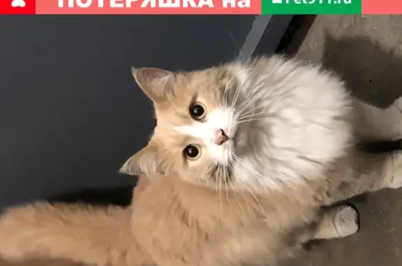 Найдена домашняя кошка в Казани