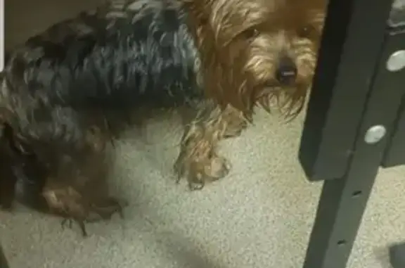 Собака Йорк найдена в Зеленограде
