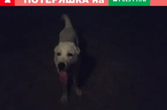 Пропала собака Алабай в Супсехе, Бахчисарайская улица