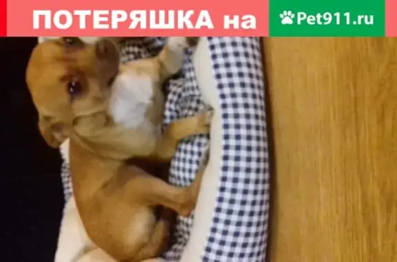 Найдена собака без ошейника в Ростове, микрорайон Западный