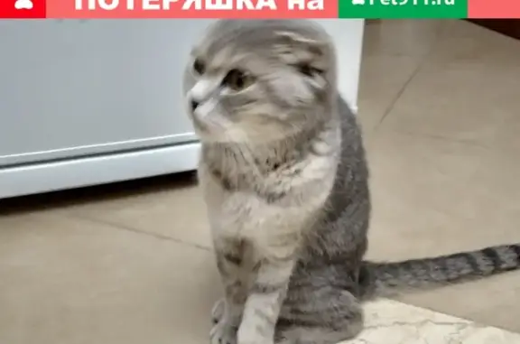 Найдена вислоухая кошка в Коломне
