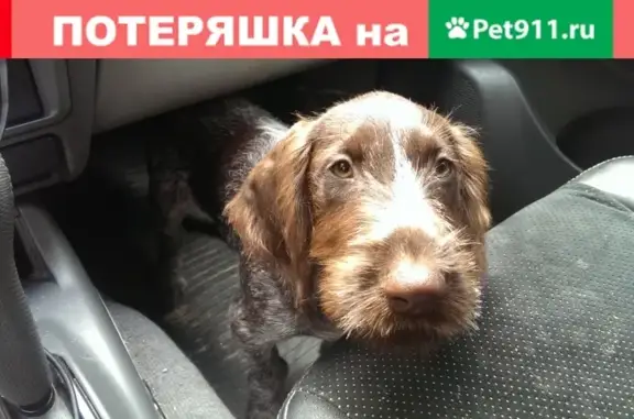 Пропала собака в Истринских лесах, дер. Карцево, Московская область