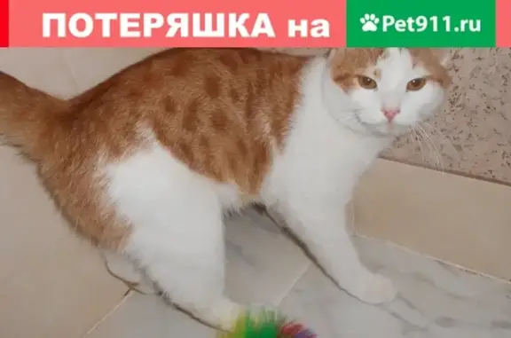 Пропала кошка Бобочка на Новоясеневском проспекте, Москва