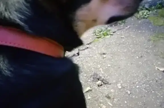 Найдена собака в Молодёжном парке, Самара