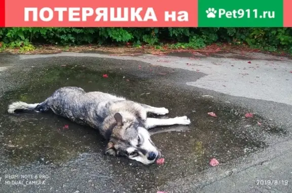 Собака найдена в Курске, порода неизвестна