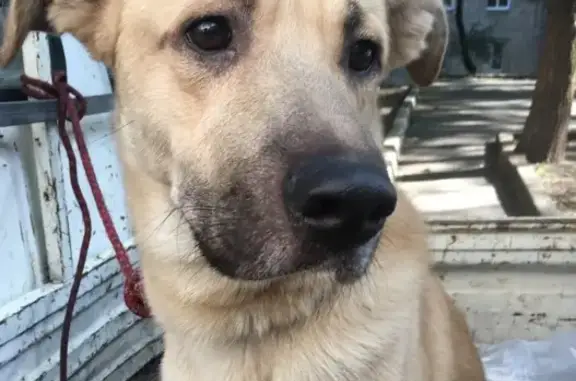Собака найдена на улице Панькова (Хабаровск)