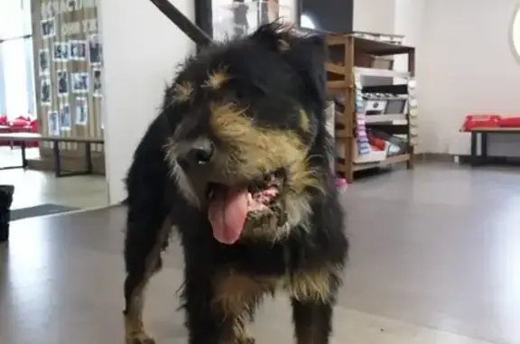 Найден пёс в Царицыно, ищем хозяина в Москве