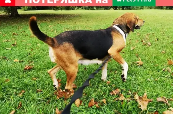 Найдена собака в Архипо-Осиповке, на Морской улице, 13