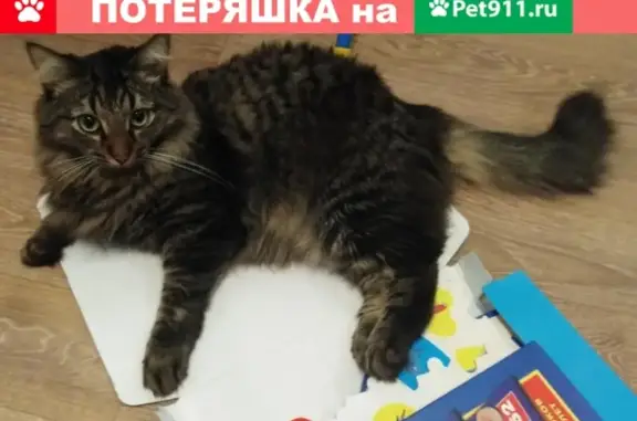 Пропал кот Марсик в г. Южа, ул Механизаторов д13