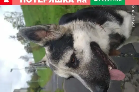 Объявления о пропавших и найденных животных, Москва, фото: Найден крупный кобель с ошейником в ЮАО Москвы