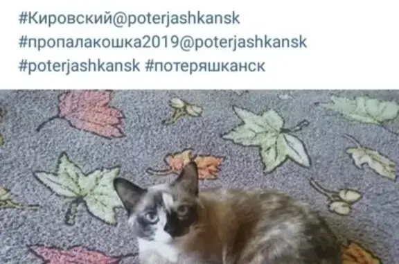 Кошки потеряшки, Новосибирск, фото: Потеряшка кошка в СНТ Радуга 2, Кировский район, Новосибирск