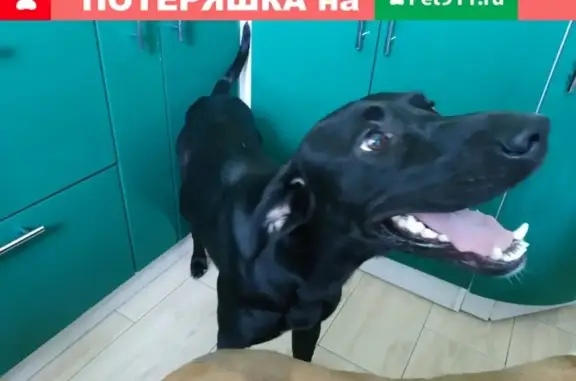Пропала собака Ричард (Рич) в Домодедово, Москва и Московская область! ВНИМАНИЕ!