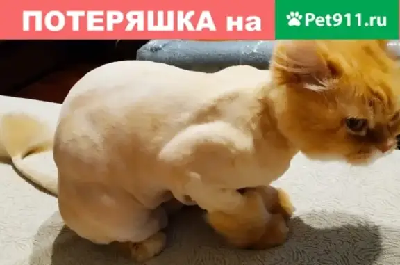 Пропала рыжая кошка в Томске: Ильмера 21 кв 120
