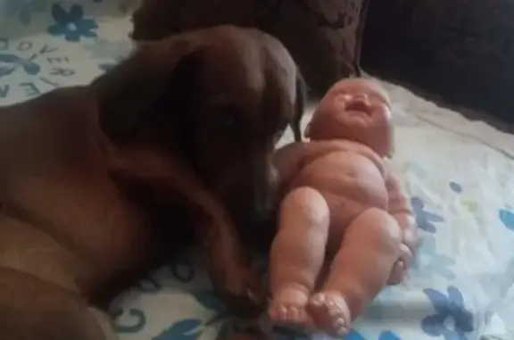 Объявления о пропавших и найденных животных, Астрахань, фото: Пропал мальчик-такса Максим в районе Менакодемии, Астрахань