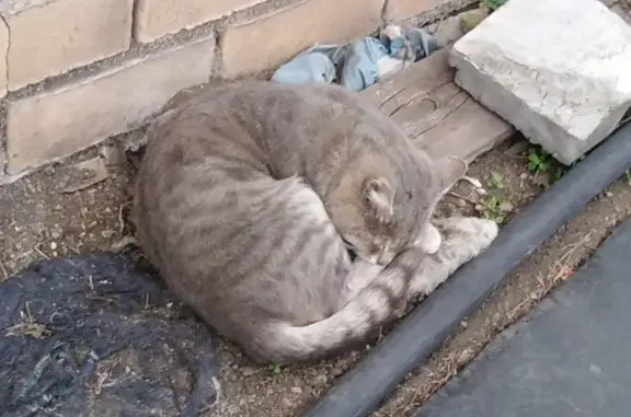 Пропал кот Дымок на ул. Чкалова