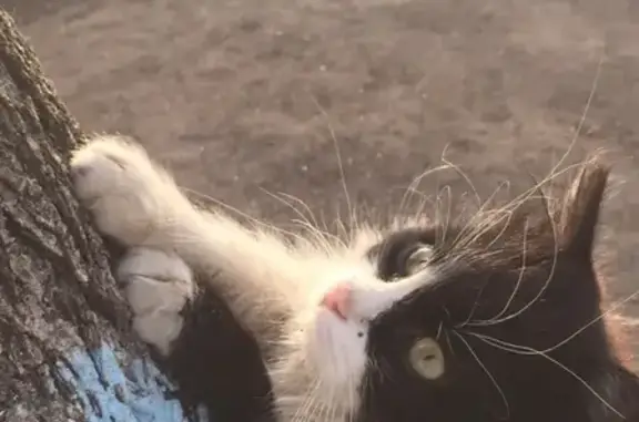 Пропала кошка Мурик в квартале Фонтаны, Симферополь
