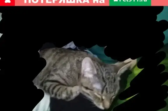 Пропала кошка Басик в Реутове, Московская область