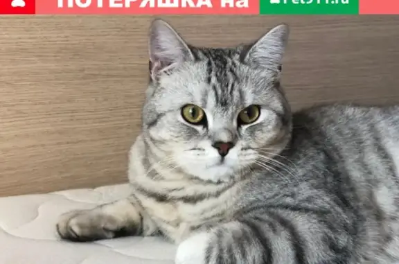 Кошки потеряшки, Москва, фото: Потеряшка кот в поселке Никольское-Лесное, вознаграждение