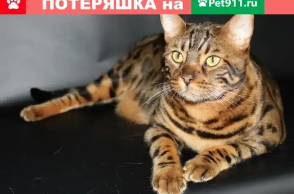Пропал крупный бенгальский кот на ул. Советской 76А, Задонск, Липецкая область.