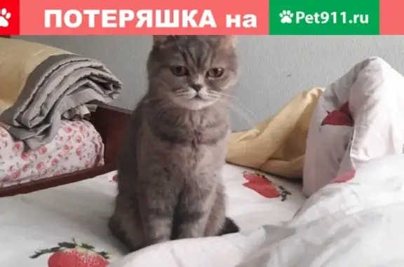 Пропала кошка в Задонске, помогите найти!
