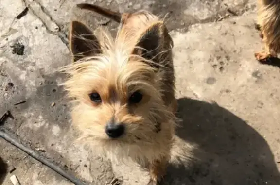 Пропала собака Йосик в Туапсе, Краснодарский край