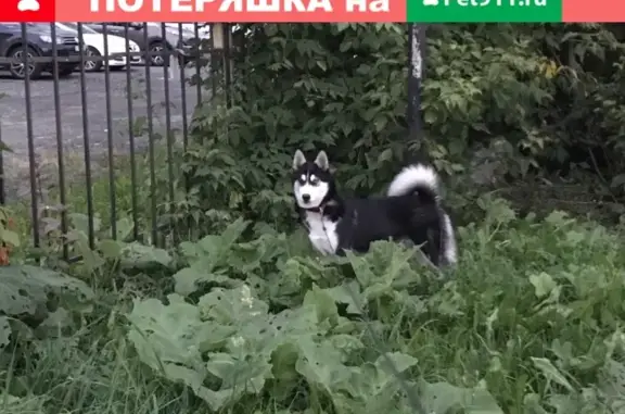 Найдена хаски после салюта в Харитоновском парке (Екатеринбург)