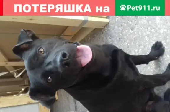 Найден контактный щенок на Луговой улице в Симферополе