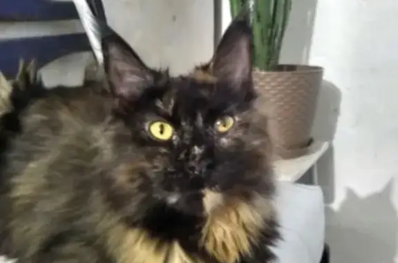 Потерянные животные Курган, фото: Пропала кошка Марго в СНТ Авторемонтник-1, Курган.