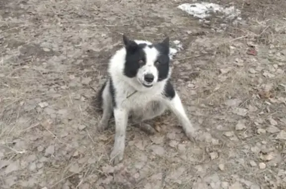 Пропала собака породы лайка в Павловском Посаде
