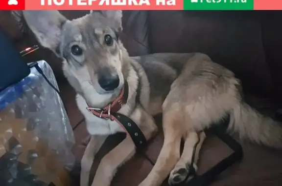 Пропала собака в Кузнецке, Пензенская область