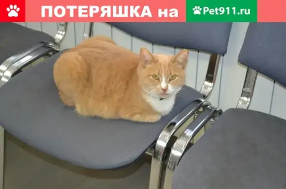 Пропала кошка Муся на Мира 13, Великий Новгород