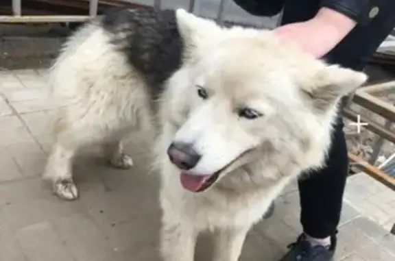 Пропала собака Хаски в Орехово-Зуево