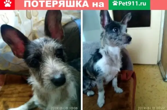 Найдена собака у метро Марьино, контакт Ольга
