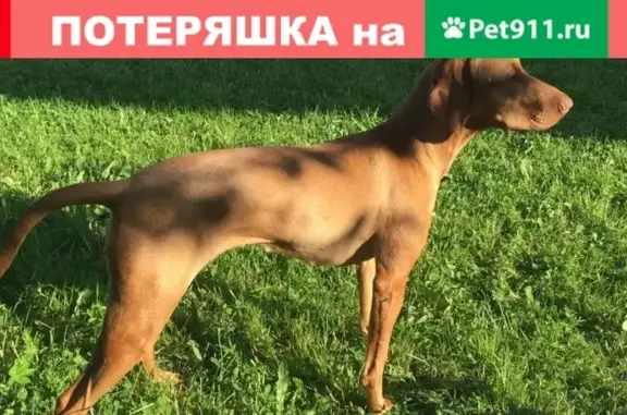 Пропала собака в деревне Большая Дивенка, Лужского района, СПб
