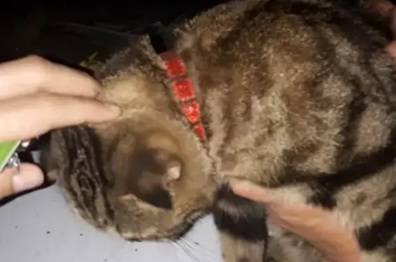 Найдена кошка в Уфе с ошейником