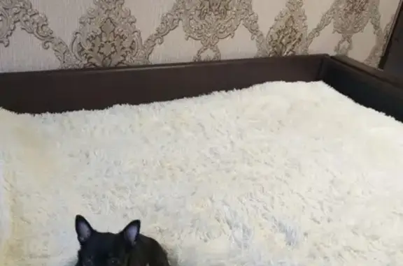 Собаки потеряшки, Нижний Новгород, фото: Потеряшка собака на ул.Станиславского, Н. Новгород