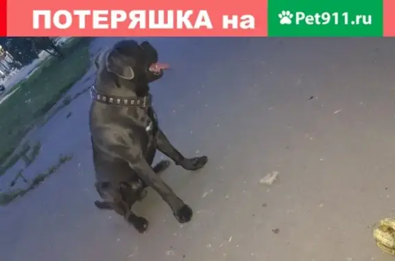 Пропала собака породы Кане Корсо в Орловской обл.