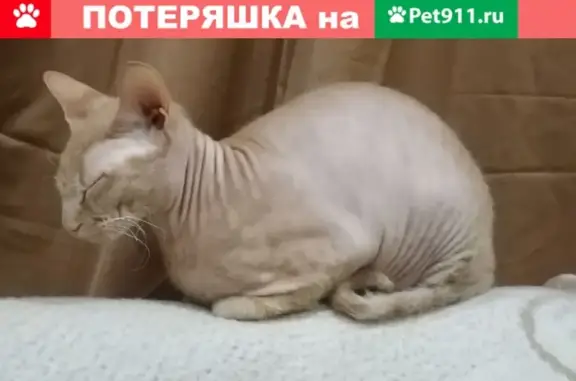 Пропала кошка в Москве, Студёный проезд, 26к2