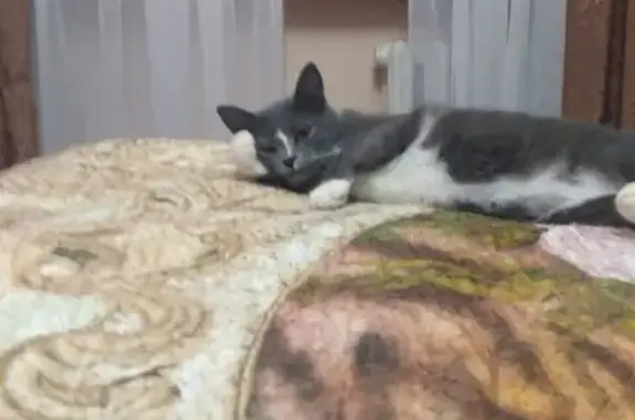 Потерянные животные Смоленск, фото: Пропала серая кошка в Королевке (Смоленск)