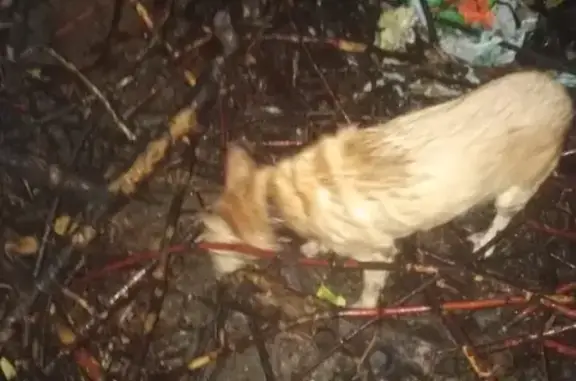 Найдена собака в Краснодаре, район Сити-центра