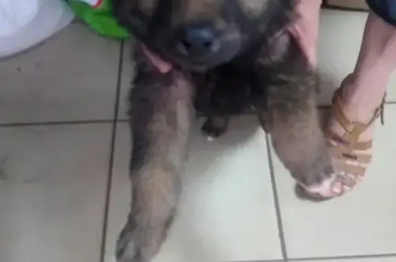 Найден щенок с ошейником в Ижевске