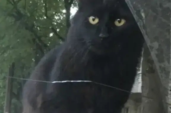 Кошки потеряшки, Санкт-Петербург, фото: Потеряшка черная кошка в ЛО, Кировский р-н, Дусьево.