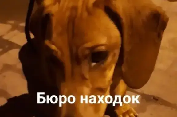Потерянная собака на перекрестке в Архангельске
