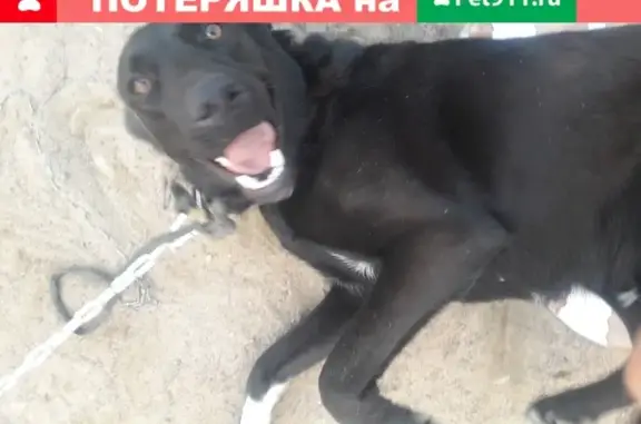 Черная собака с обрывком цепи в Пушкине