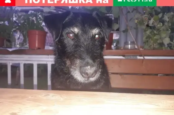 Пропала собака в Ленсоветовском, помогите найти!