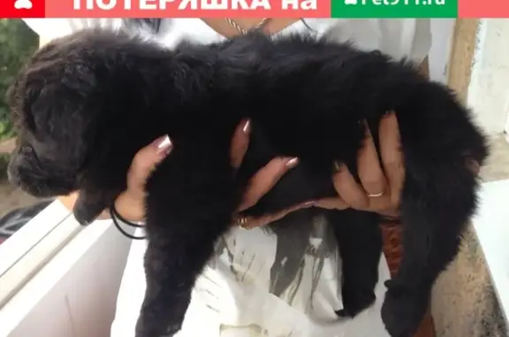 Найден щенок в Калининградской области