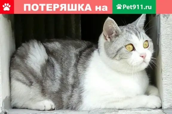 Пропала кошка Плюша в Томске, мкрн. Мирный