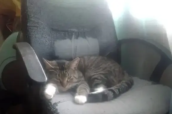 Потерянные животные Санкт-Петербург, фото: Пропала собака в Санкт-Петербурге